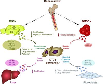 Could Extracellular Vesicles Contribute to Generation or Awakening of “Sleepy” Metastatic Niches?